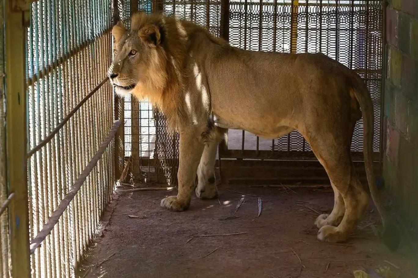 حزن في السودان.. تفاصيل حادثة افتراس أسد لطفلة في حديقة حيوان