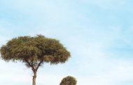 باحثون في جامعة الإمارات يفككون جينوم شجرة الغاف