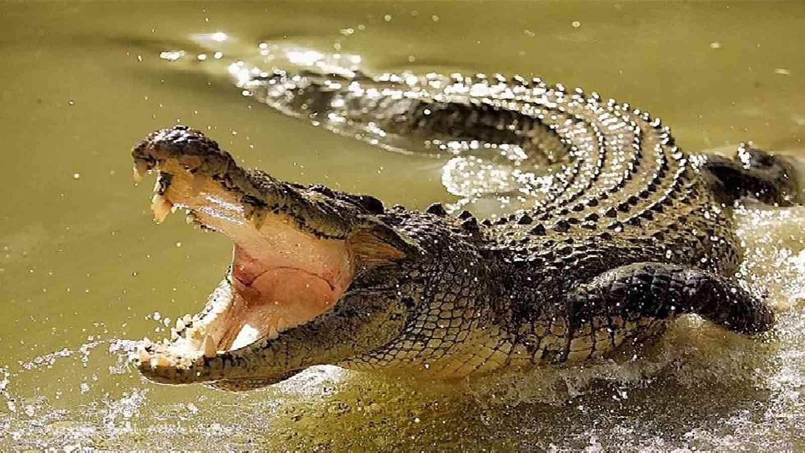 تمساح يلتهم صبيا بإحدى جزر إندونيسيا
