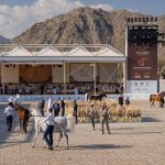بطولة الفجيرة الدولية للخيل العربي ترفع وتيرة التنافس في يومها الثاني