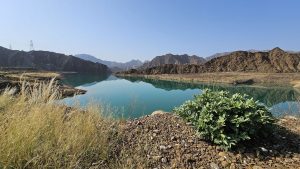 الأمطار الموسمية تعزز الموارد المائية في محمية وادي الوريعة بالفجيرة